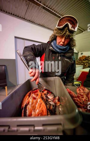 July 15, 2023, Husavik, Iceland: A trainer shows the food being provided to huskies at a sled dog training shelter. Sled dog rides offer a truly remarkable experience to explore the winter landscapes of the northern part of the country. Using mainly trained Siberian Huskies which are known for their resistance to cold and their ability to travel long distances, visitors can enjoy a thrilling ride across the snowy tundra. Led by local experts, these excursions not only let travelers admire the natural beauty of the region, but also interact with the dogs, learning more about their training and Stock Photo