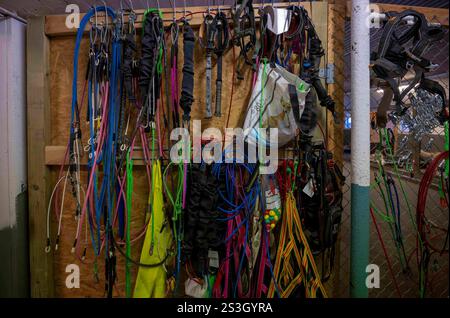 July 15, 2023, Husavik, Iceland: Several leashes and accessories are seen hanging on a wall at a sled dog training shelter in Husavik. Sled dog rides offer a truly remarkable experience to explore the winter landscapes of the northern part of the country. Using mainly trained Siberian Huskies which are known for their resistance to cold and their ability to travel long distances, visitors can enjoy a thrilling ride across the snowy tundra. Led by local experts, these excursions not only let travelers admire the natural beauty of the region, but also interact with the dogs, learning more about Stock Photo