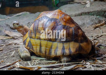 The angonoka tortoise (Astrochelys yniphora) is a critically endangered species of tortoise severely threatened by poaching for the illegal pet trade. Stock Photo