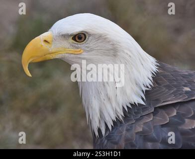 A Bald Eagle (Haliaeetus leucocephalus) standing in the New Mexico desert. Stock Photo