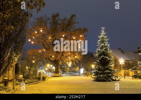 Christmas tree and oak tree on Wettinplatz with Herrnhut stars, Sternenbaum, Coswig, Saxony, Germany, Europe Stock Photo