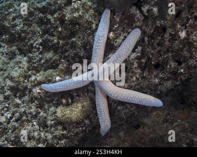 Blue starfish (blue Linckia laevigata) on rocky ground in the sea, dive site Pidada, Penyapangan, Bali, Indonesia, Asia Stock Photo