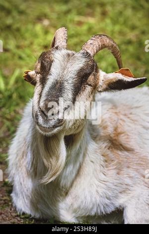 Close-up of a goat Bialystok, Poland, Europe Stock Photo