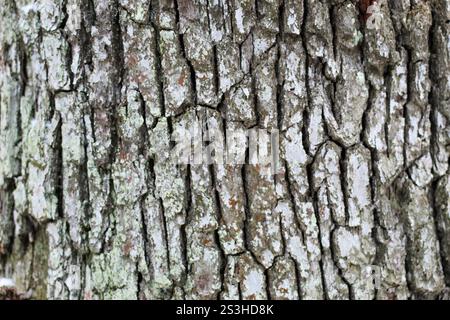 Bark tree trunk texture close up Stock Photo