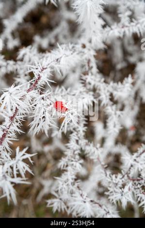 Red frosted rose hips in the winter season. Rose hips covered with hoarfrost. Stock Photo