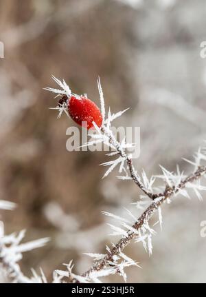 Red frosted rose hips in the winter season. Rose hips covered with hoarfrost. Stock Photo