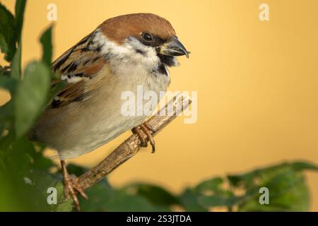Eurasian tree sparrow (passer montanus) perched on tree branch Stock Photo