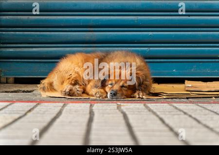 Stray dog sleeping on the city street of Taipei on cartoon box Stock Photo