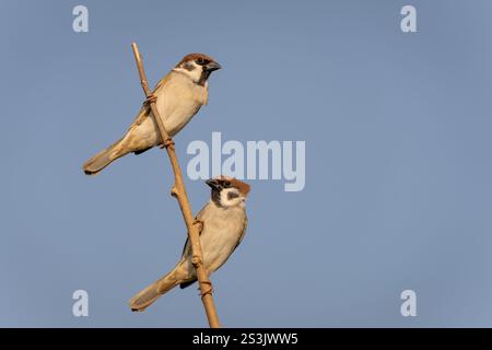 Two Eurasian Tree Sparrows perched on a blue background Stock Photo