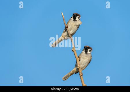 Two Eurasian Tree Sparrows perched on a blue background Stock Photo