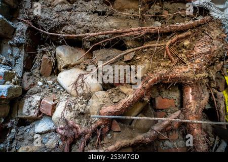 Tree Roots Causing Building Damage Tree roots extending beneath the soil in India, showcasing nature's ...