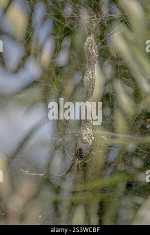 Close-up of a spider resting in its web with silk threads glistening in natural light. The intricate patterns and blurred background highlight Stock Photo