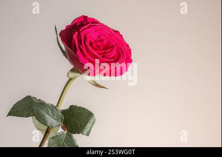 A single red rose, against a cream background. The rose petals have water droplets on them. Room for copy. Stock Photo