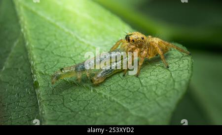 Close-up of a yellow jumping spider capturing and consuming a caterpillar on a vibrant green leaf, highlighting nature's predator-prey dynamic Stock Photo