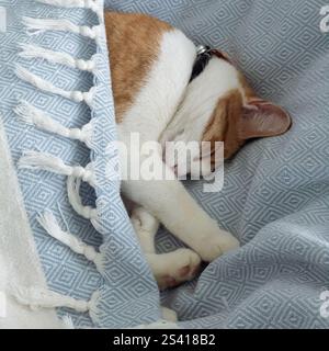 A ginger and white cat sleeps soundly, cuddled up under a soft blanket, in a serene indoor setting during the day. Stock Photo
