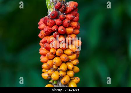 Close-up of ripe Konjac fruit in forest Stock Photo