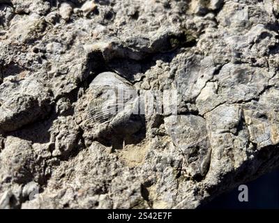 Brachiopod fossil embedded in textured rock under natural light Stock Photo