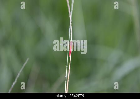 Red Scarlet Skimmer Dragonfly Hovering on Grass Stock Photo