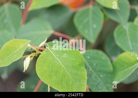 Blue Damselfly on Leaf with Water Droplets Stock Photo