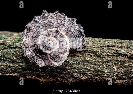 Angaria delphinus shell resting on a textured driftwood surface, captured with intricate details and set against a black background Stock Photo