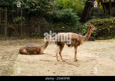 Two llamas resting in a peaceful animal enclosure during a cloudy afternoon Stock Photo