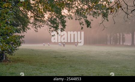 Drenthe, Netherlands: A tranquil rural scene of cows grazing in a misty field at sunrise, framed by trees in an idyllic countryside setting. Stock Photo