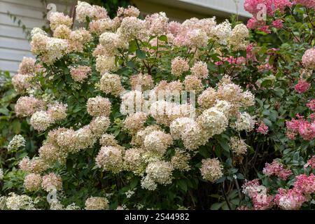 Hydrangea paniculata Vanille Fraise on a stem Stock Photo