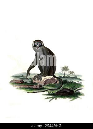The guenons are the genus Cercopithecus of Old World monkeys Stock ...