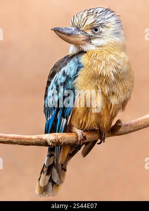Close-up view of a Blue-winged kookaburra (Dacelo leachii) Stock Photo
