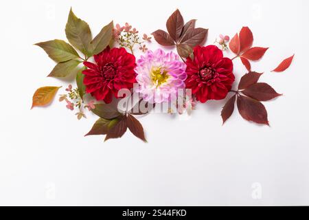 floral layout. red and lilac dahlias and wild grape leaves on white background. Top view and copy space. autumn concept. Stock Photo