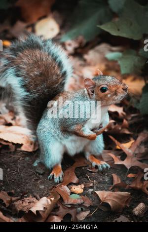 Close up of a squirrel in New York Stock Photo