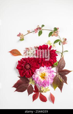 floral layout from red and lilac dahlias and wild grape leaves isolated on white background. Top view and copy space. autumn concept. Stock Photo
