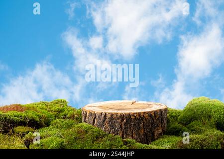 natural style. Wooden saw cut, round podium with green moss on a blue sky background. Still life for the presentation of products. Copy space Stock Photo