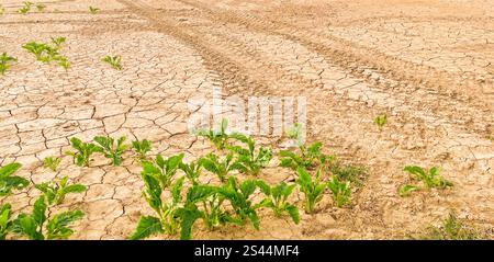 Dry clay soil with large cracks was formed after the heavy continuous rain Stock Photo