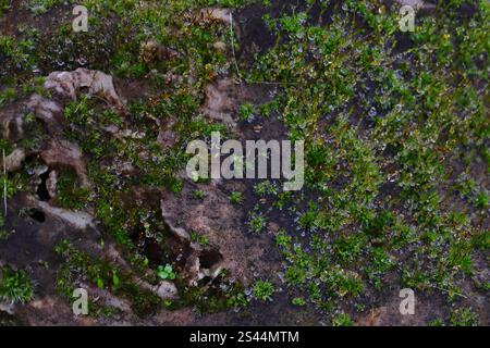 Gosport, Hampshire, England. 26 December 2024. Surface of a garden rock almost entirely covered by moss, with tiny water drops on each stem. Stock Photo