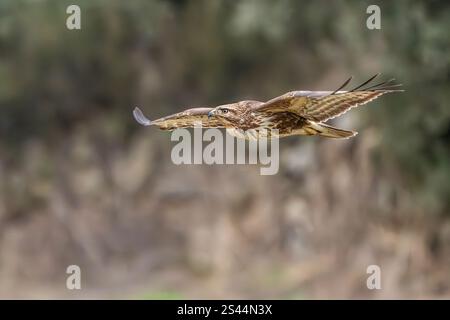 Common buzzard Buteo buteo volanso and perched in winter Stock Photo