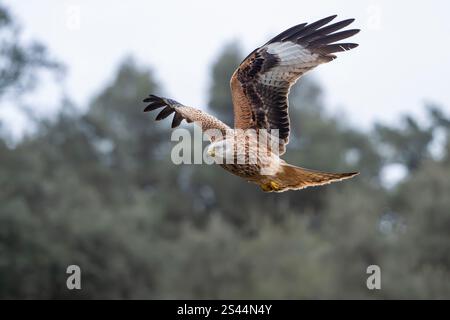 Red kite flying with vegetation background Stock Photo
