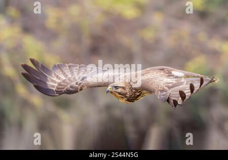 Common buzzard Buteo buteo volanso and perched in winter Stock Photo