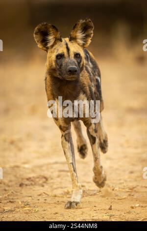 An African wild dog leans over while running towards the camera on a sandy track. It has a black, white and brown coat with large ears. Shot with a Ni Stock Photo