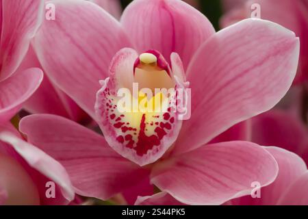 This stunning photo captures a vibrant pink orchid in full bloom, showcasing its delicate, velvety petals and the intricate details of its inner Stock Photo