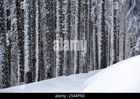 Fresh snow covering pine trees in a winter forest creates a beautiful wonderland scene. Winter Landscape Stock Photo