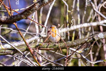 Dundee, Tayside, Scotland, UK. 10th Jan, 2025. UK Weather: In Dundee, Scotland the glorious winter sunshine displays the natural beauty of friendly Robin Redbreast birds responding to chirping sounds from a smartphone and feeding on breadcrumbs pose for photographs. Credit: Dundee Photographics/Alamy Live News Stock Photo