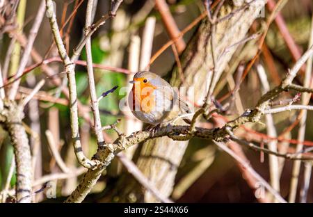 Dundee, Tayside, Scotland, UK. 10th Jan, 2025. UK Weather: In Dundee, Scotland the glorious winter sunshine displays the natural beauty of friendly Robin Redbreast birds responding to chirping sounds from a smartphone and feeding on breadcrumbs pose for photographs. Credit: Dundee Photographics/Alamy Live News Stock Photo