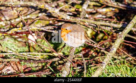 Dundee, Tayside, Scotland, UK. 10th Jan, 2025. UK Weather: In Dundee, Scotland the glorious winter sunshine displays the natural beauty of friendly Robin Redbreast birds responding to chirping sounds from a smartphone and feeding on breadcrumbs pose for photographs. Credit: Dundee Photographics/Alamy Live News Stock Photo