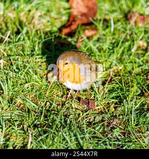 Dundee, Tayside, Scotland, UK. 10th Jan, 2025. UK Weather: In Dundee, Scotland the glorious winter sunshine displays the natural beauty of friendly Robin Redbreast birds responding to chirping sounds from a smartphone and feeding on breadcrumbs pose for photographs. Credit: Dundee Photographics/Alamy Live News Stock Photo