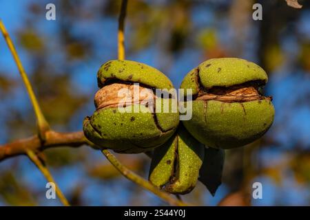 Raw walnuts with open shells on tree branch in autumn garden, close up Stock Photo