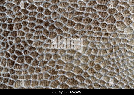 Background and texture of a piece of fabric imitating snake skin, close up Stock Photo