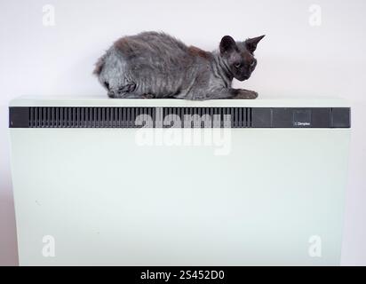A Devon Rex cat resting on a warm storage heater at a home in Whimple, East Devon. Temperatures will continue to fall over the coming days, with the mercury potentially reaching minus 20C in northern parts of the UK on Friday night. Weather warnings for ice are in place across the majority of Wales and Northern Ireland, as well as large parts of the east of England. Picture date: Friday January 10, 2025. Stock Photo