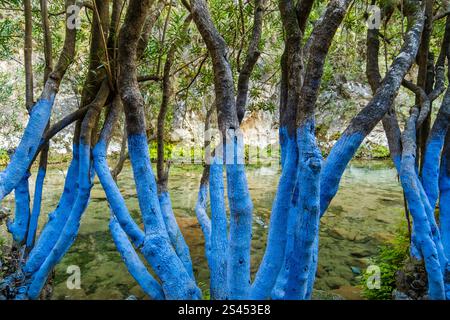 Blue Trees in Waterfalls Akchour in Chefchaouen, Morocco, North Africa Stock Photo