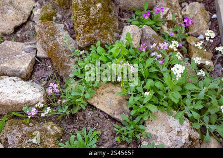 Small perennial flowers of the alpine rock cress on an alpine hill among large stones. Landscape design of a garden plot. Stock Photo